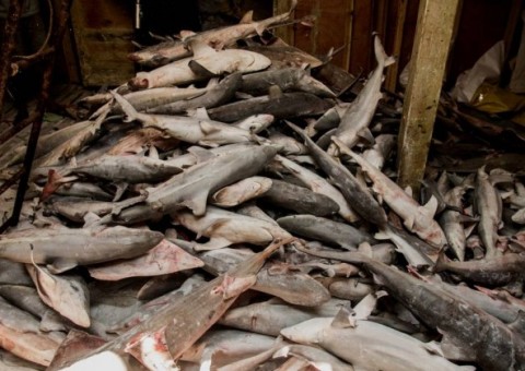 Frota com dez barcos chineses é interceptada com milhares de tubarões no Timor Leste