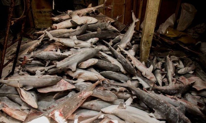 Frota com dez barcos chineses é interceptada com milhares de tubarões no Timor Leste