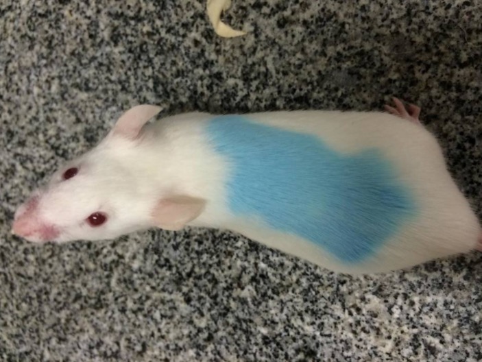 Restrição calórica emagrece, mas pode faz crescer pelos 