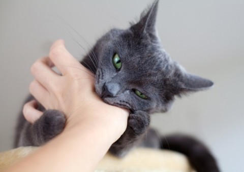 Perigo: Homem perde ereção após levar arranhão de gato 