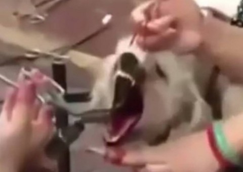 Homem é investigado por cortar cordas vocais de cães que latem muito