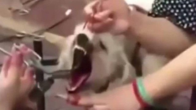 Homem é investigado por cortar cordas vocais de cães que latem muito