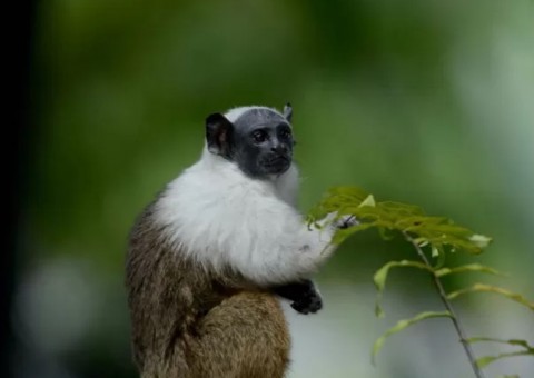 Plano Nacional de Preservação do Sauim-de-Coleira é debatido em Manaus 