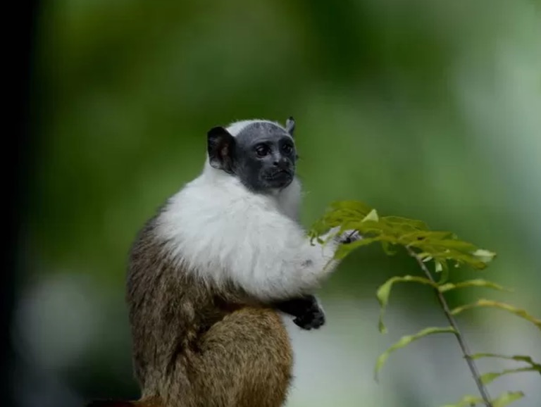 Plano Nacional de Preservação do Sauim-de-Coleira é debatido em Manaus 
