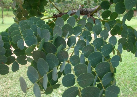 Pomada produzida com planta medicinal trata verrugas causadas pelo HPV 