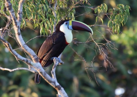 Museu da Amazônia faz parte da programação nacional da 11ª Primavera dos Museus