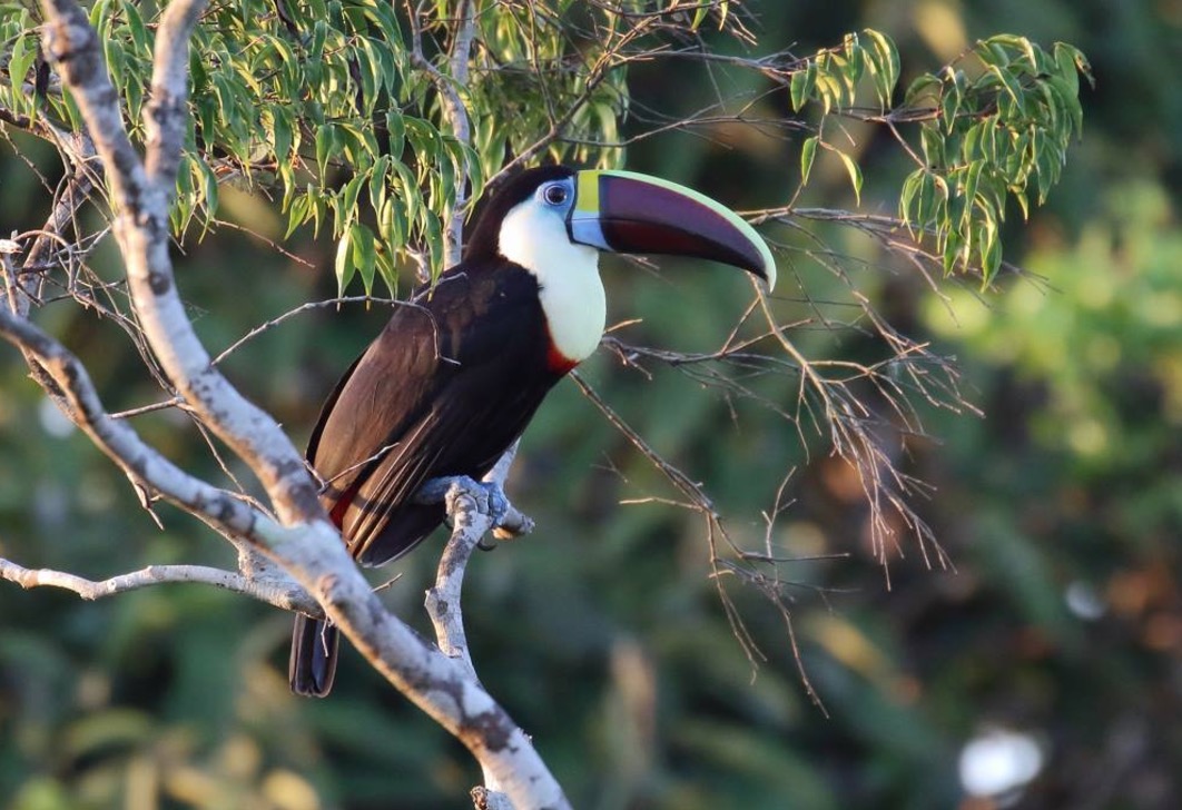 Museu da Amazônia faz parte da programação nacional da 11ª Primavera dos Museus