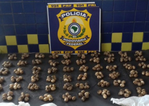 Homem é detido com 300 ovos de quelônios na BR-319
