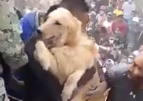 Vídeo mostra cachorro sendo retirado de escombros na Cidade do México