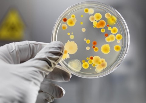 Conheça 3 antibióticos naturais capazes de prevenir e combater infecções bacterianas