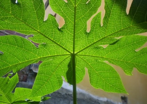 Estudos indicam eficácia de chá de folhas de fruteira contra vários tipos de câncer 