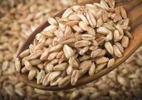 Semente rica em proteínas substitui o trigo e tem menor teor de glúten 