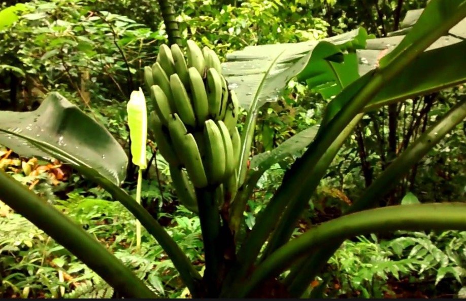 Fruta exótica é usada para dar aroma em bebida alcoólica e sorvetes 