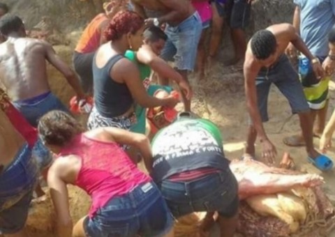 Moradores desenterram e saqueiam carne bovina estragada após acidente 