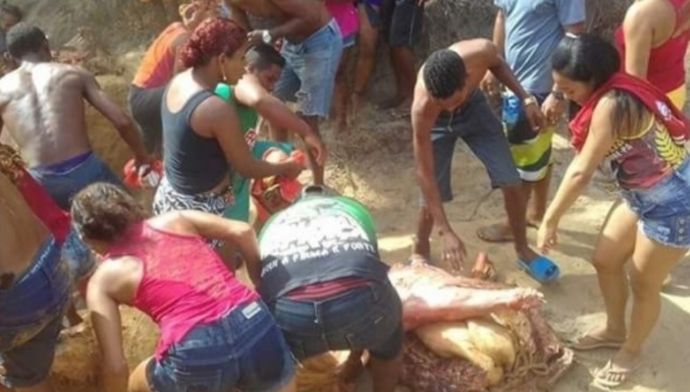 Moradores desenterram e saqueiam carne bovina estragada após acidente 