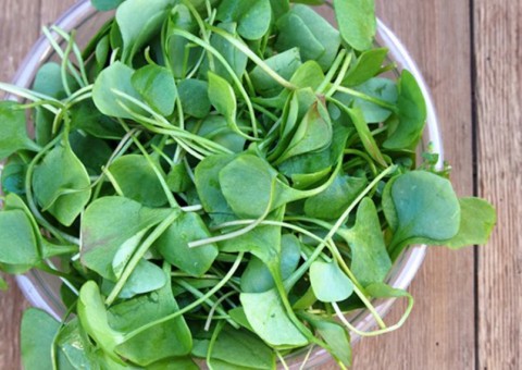 Pesquisadores investigam propriedades do Agrião no combate ao câncer 