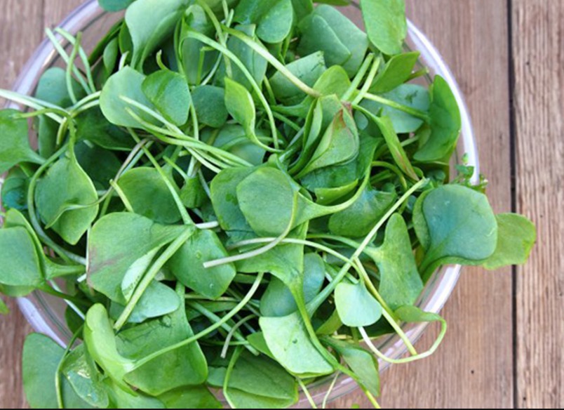 Pesquisadores investigam propriedades do Agrião no combate ao câncer 