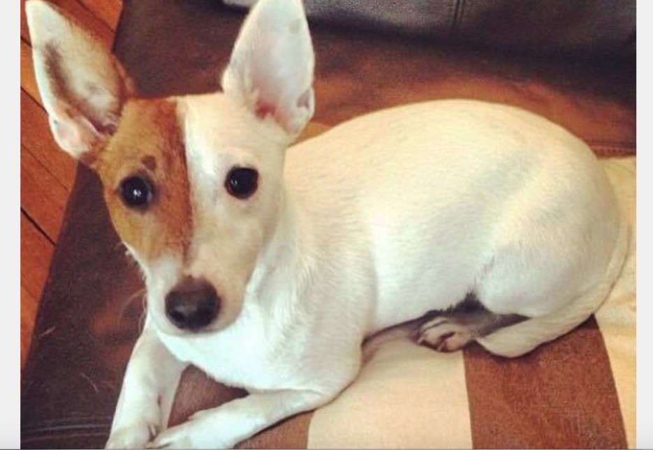 Homem briga com ex e mata o cachorro dela por vingança 