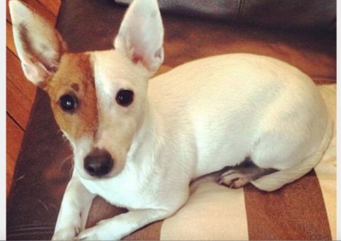 Homem briga com ex e mata o cachorro dela por vingança 