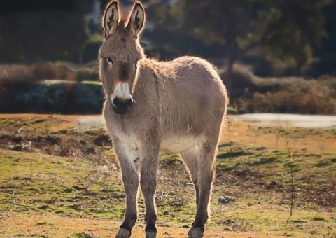 Homem faz sexo com burro e diz seguir orientações médicas 