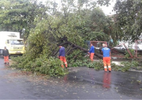 Árvore tomba e muro de casa desaba durante forte chuva em Manaus