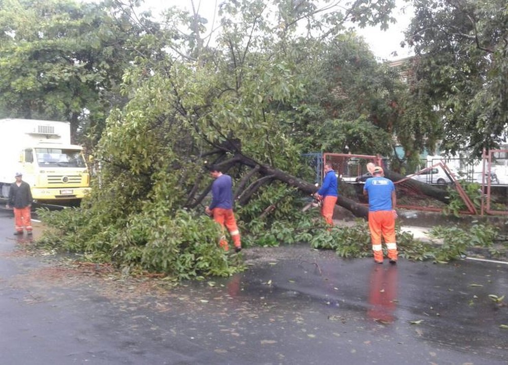 Árvore tomba e muro de casa desaba durante forte chuva em Manaus