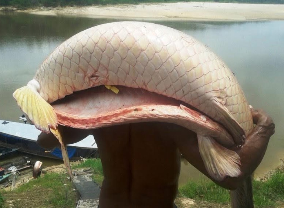 Feira do Pirarucu e atrações culturais movimentam Atalaia do Norte neste sábado