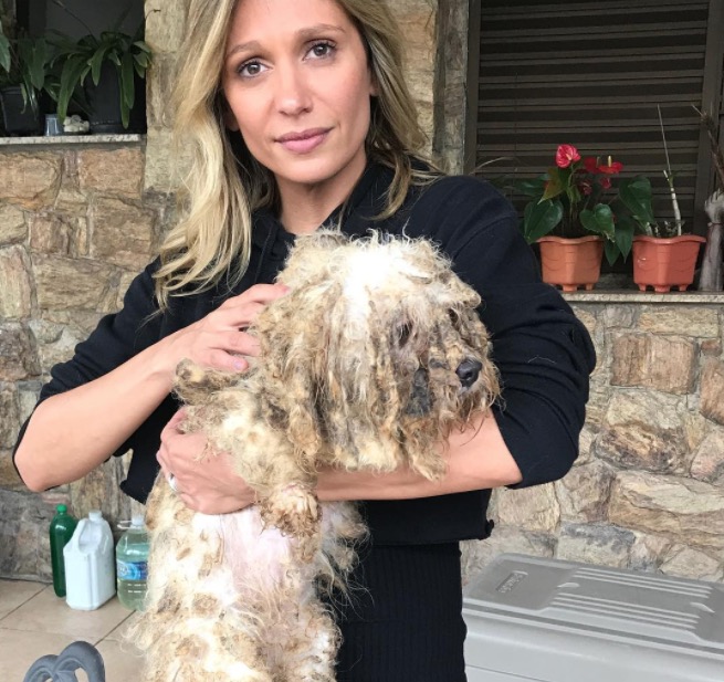 Luisa Mell resgata 135 cães maltratados em canil e repercute na web