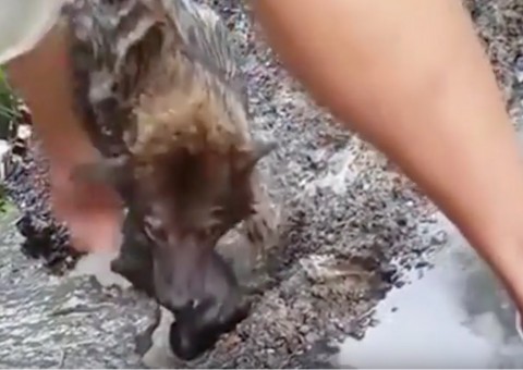Vídeo de cadela salvando filhote de afogamento emociona internautas 