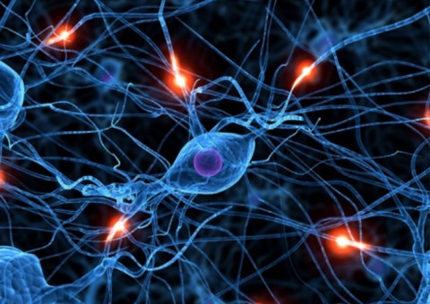 Aminoácido presente em alimentos é bom para saúde do sistema nervoso 