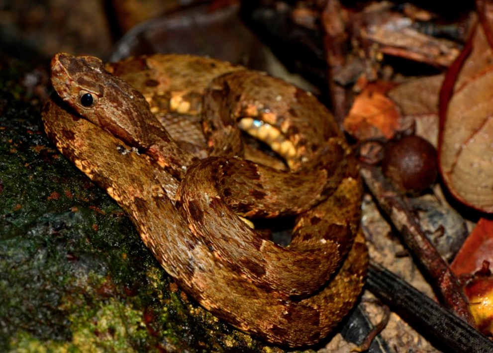 Jararacas do Museu da Amazônia serão utilizadas em projeto de pesquisa inédito