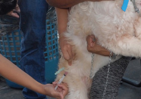 Campanha de vacinação antirrábica inicia nesta semana em Manaus 