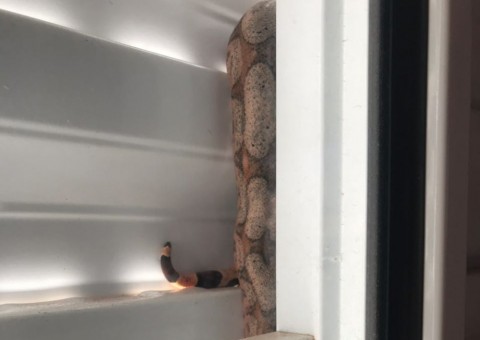 Mulher é surpreendida com jiboia em janela do quarto ao acordar