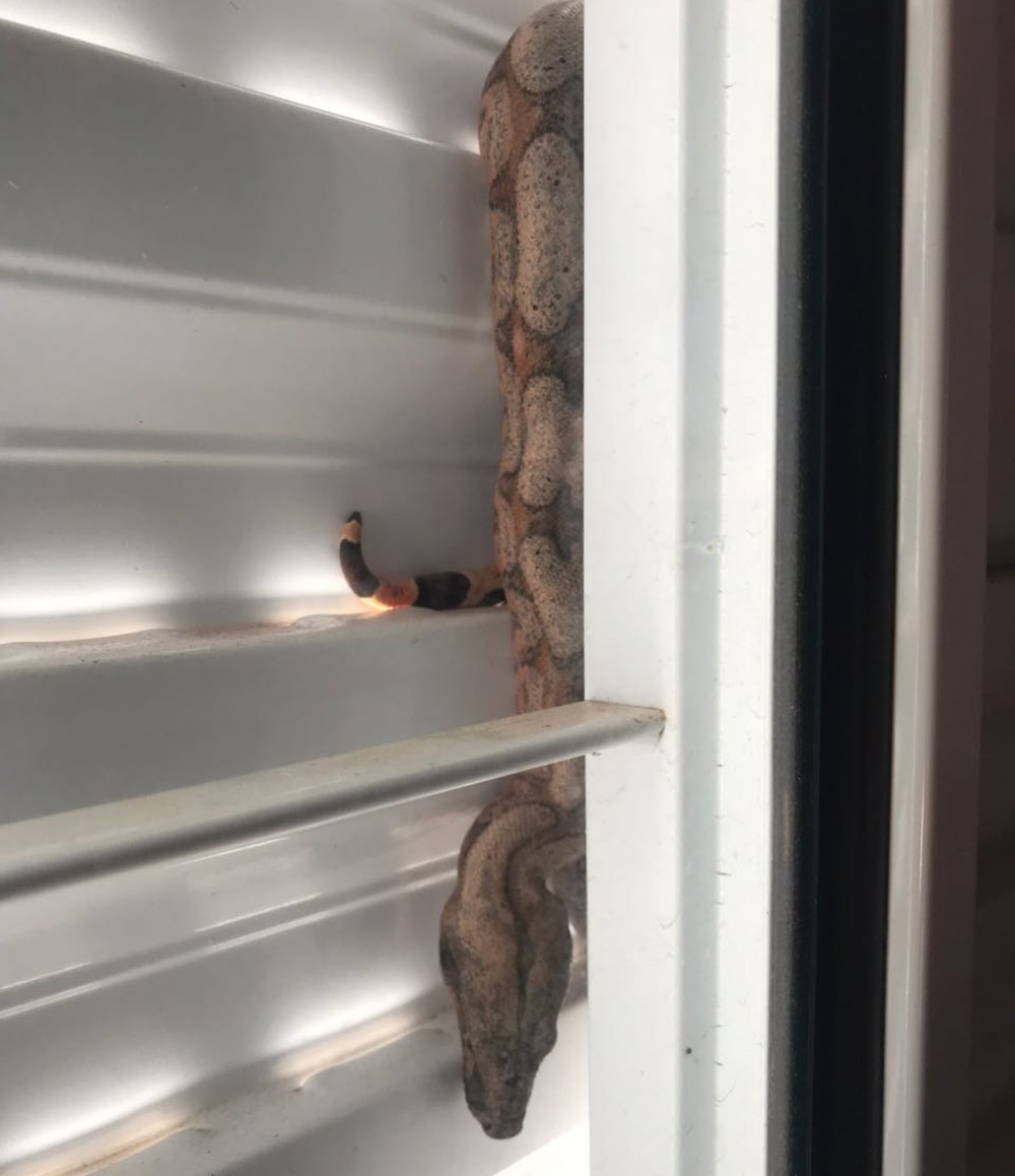 Mulher é surpreendida com jiboia em janela do quarto ao acordar