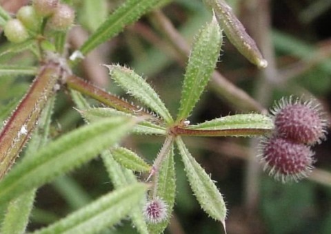Planta de sabor amargo trata problemas na bexiga, baço e pulmão. Conheça 