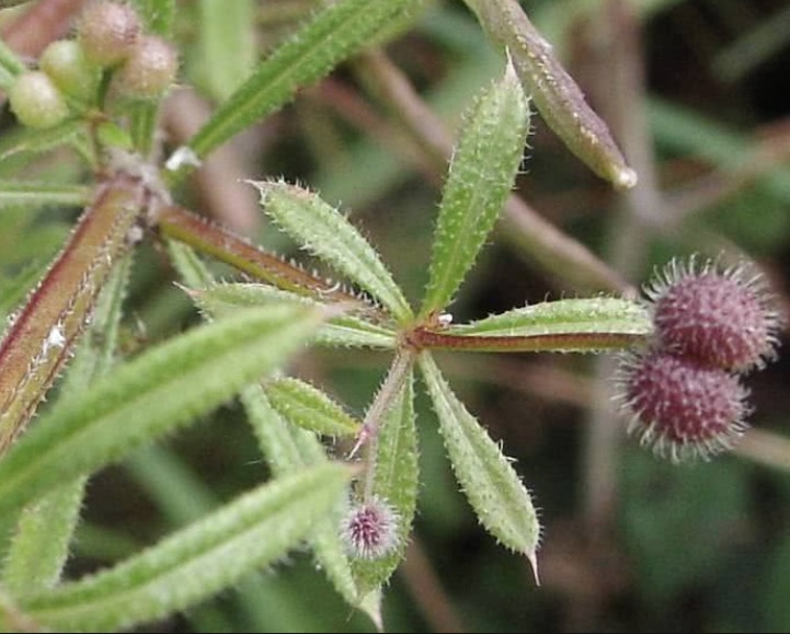Planta de sabor amargo trata problemas na bexiga, baço e pulmão. Conheça 