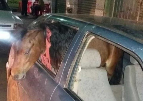 Homem é detido por dirigir embriagado e levar 'cavalo' dentro do carro