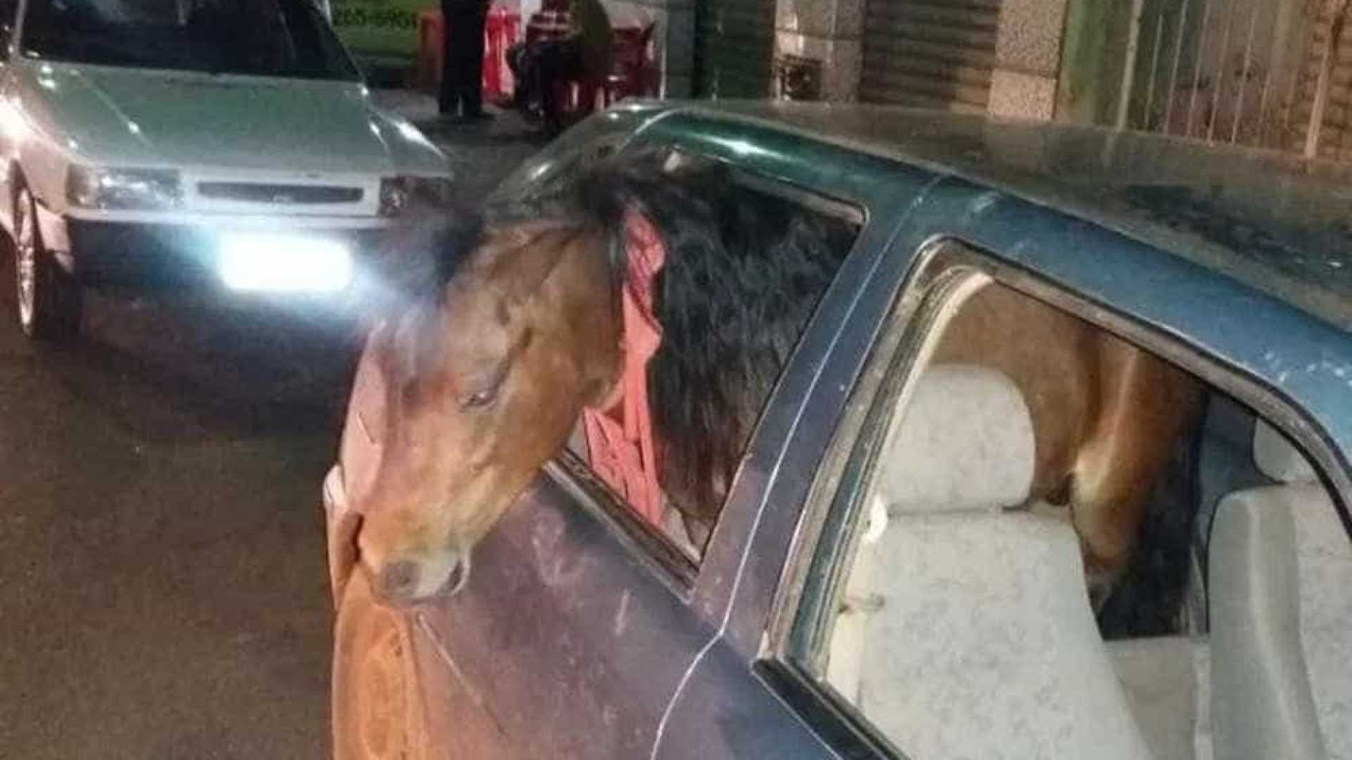 Homem é detido por dirigir embriagado e levar 'cavalo' dentro do carro