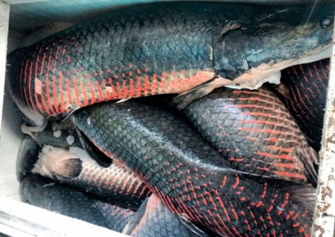 Feira de agricultura da Ufam terá venda de pirarucu manejado a preços populares