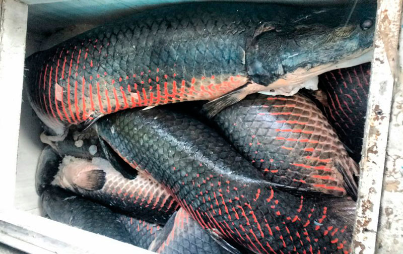 Feira de agricultura da Ufam terá venda de pirarucu manejado a preços populares