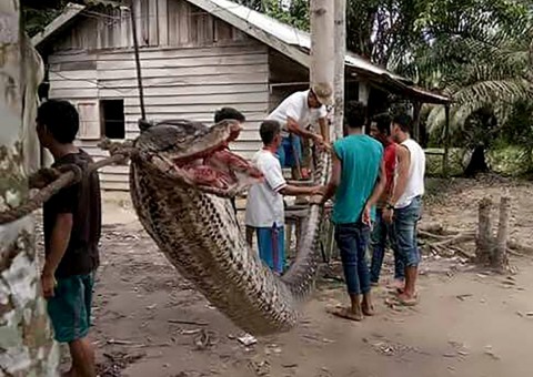 Homem trava luta com píton gigante após ser atacado e 'choca' a todos
