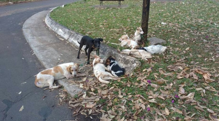 Nove cães são amarrados em poste e um morre enforcado em Botucatu 
