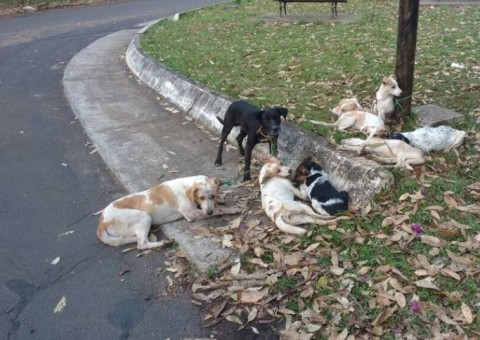 Nove cães são amarrados em poste e um morre enforcado em Botucatu 