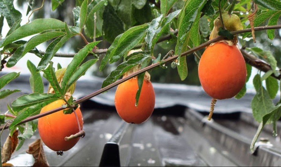 Conheça espécie exótica de maracujá que pode ser usada para combater tosses 