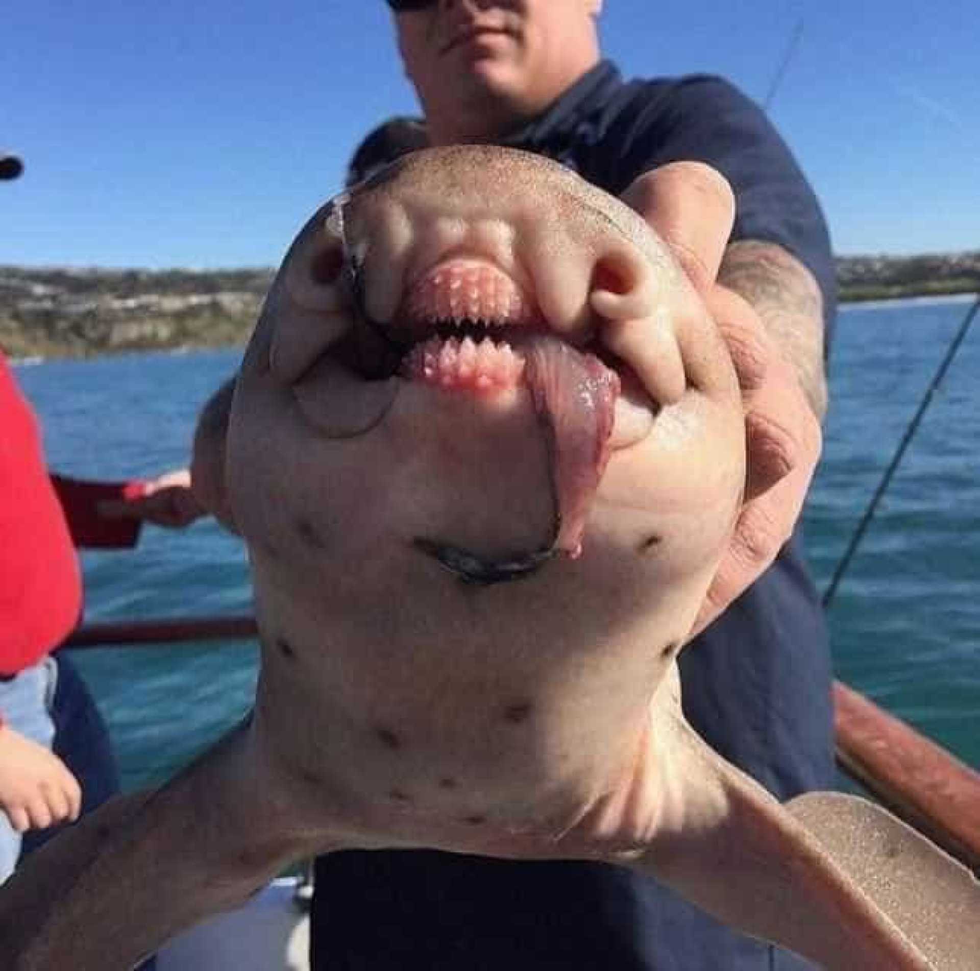 Explorador russo choca internautas com imagens de animais marinhos mais bizarros do mundo