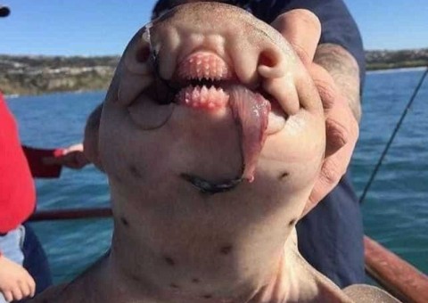 Explorador russo choca internautas com imagens de animais marinhos mais bizarros do mundo