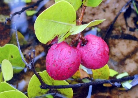 Óleo extraído de semente pode ajudar a combater Diabetes Mellitus 