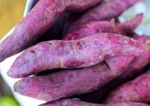 Espécie de batata controla glicemia. Conheça 