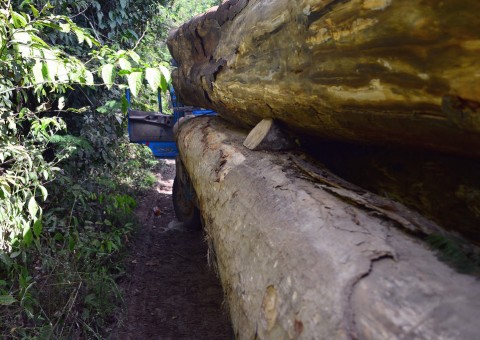 Polícia Militar apreende carga de madeira ilegal no Amazonas