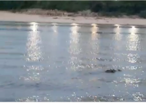 Vídeo mostra jacaré 'gigante' nadando na praia da Ponta Negra 